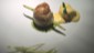 DoverSole